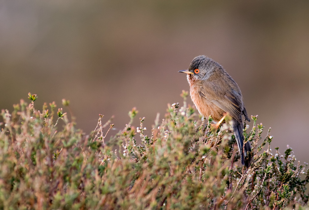 dartford warbler 